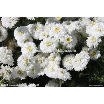 China aster plant seeds white aster seeds annual asters seeds for planting